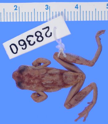 Media type: image; Herpetology A-28360